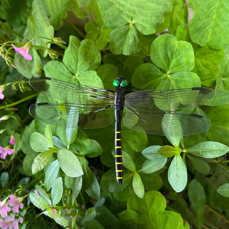 Dragonfly Model Kit Toy - PVC, Safety Pin Design, Flexible Wings, Suspension Feature, Age 14+