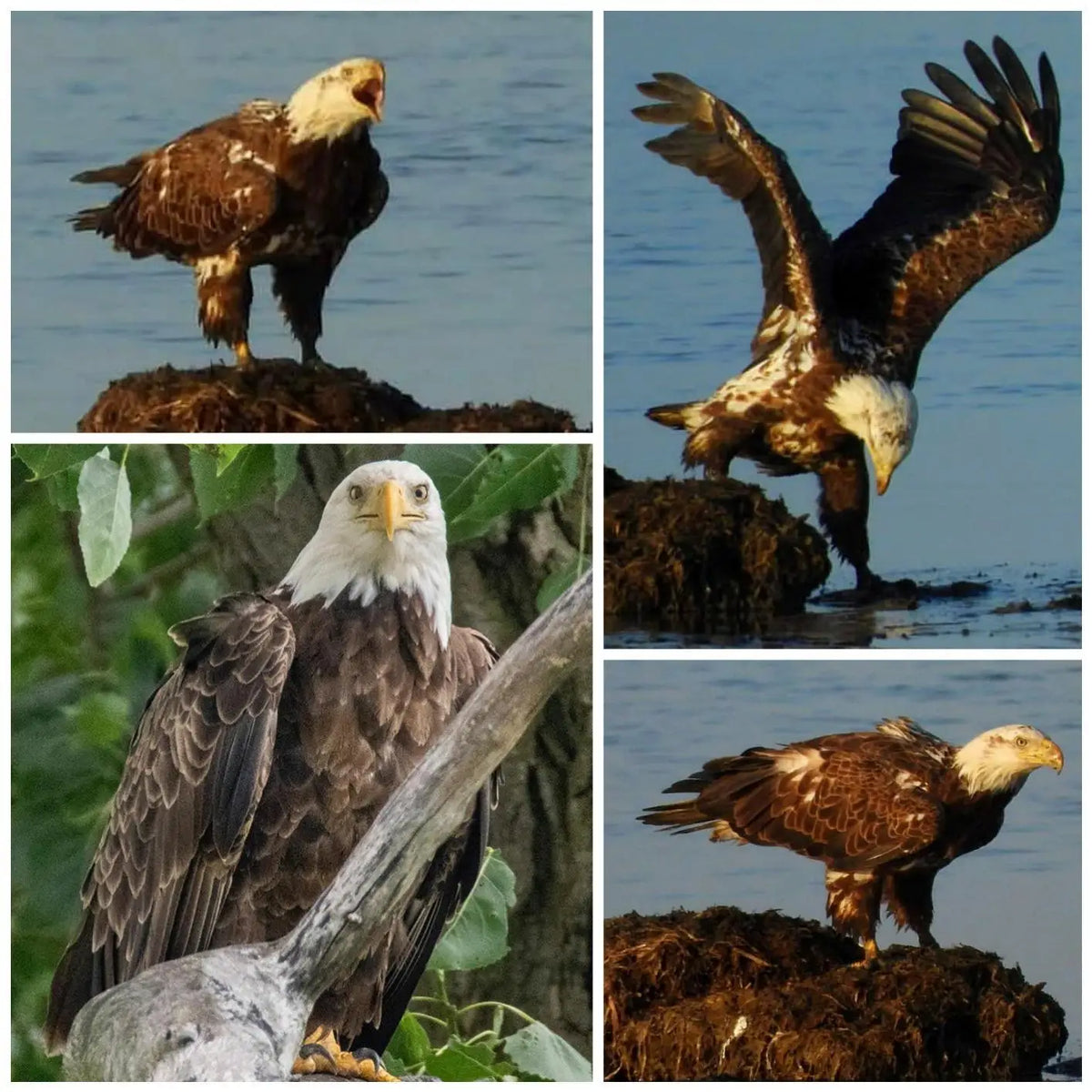 Lightdow Super Telephoto Lens 420-800mm &ndash; Exceptional Zoom Range for Stunning Photography