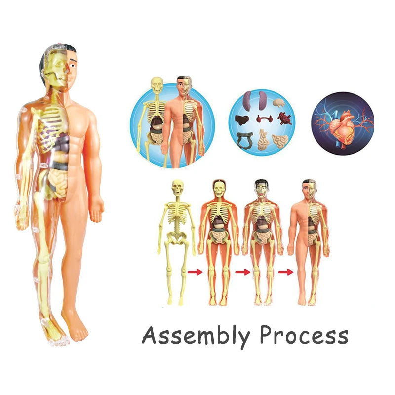 Simulation Human Skeleton Model &ndash; Interactive Learning Tool for Children