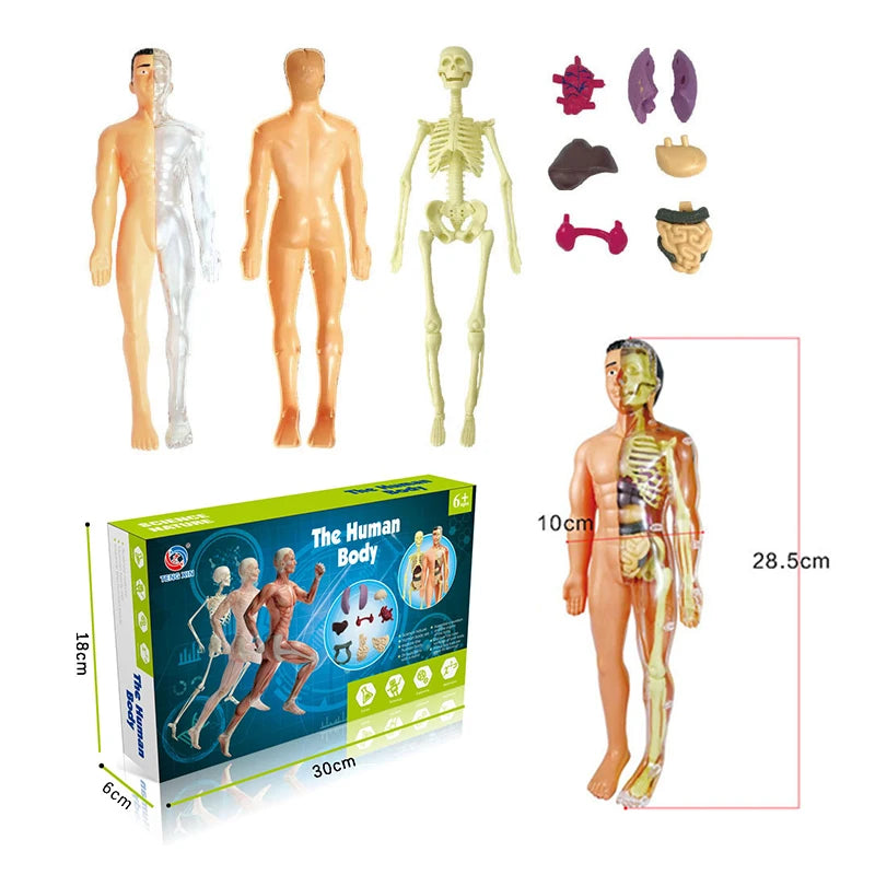 3D Educational Human Body Torso Model - DIY Assembly Toy for Kids' Early Learning of Anatomy and Organ Structures STF00179 B