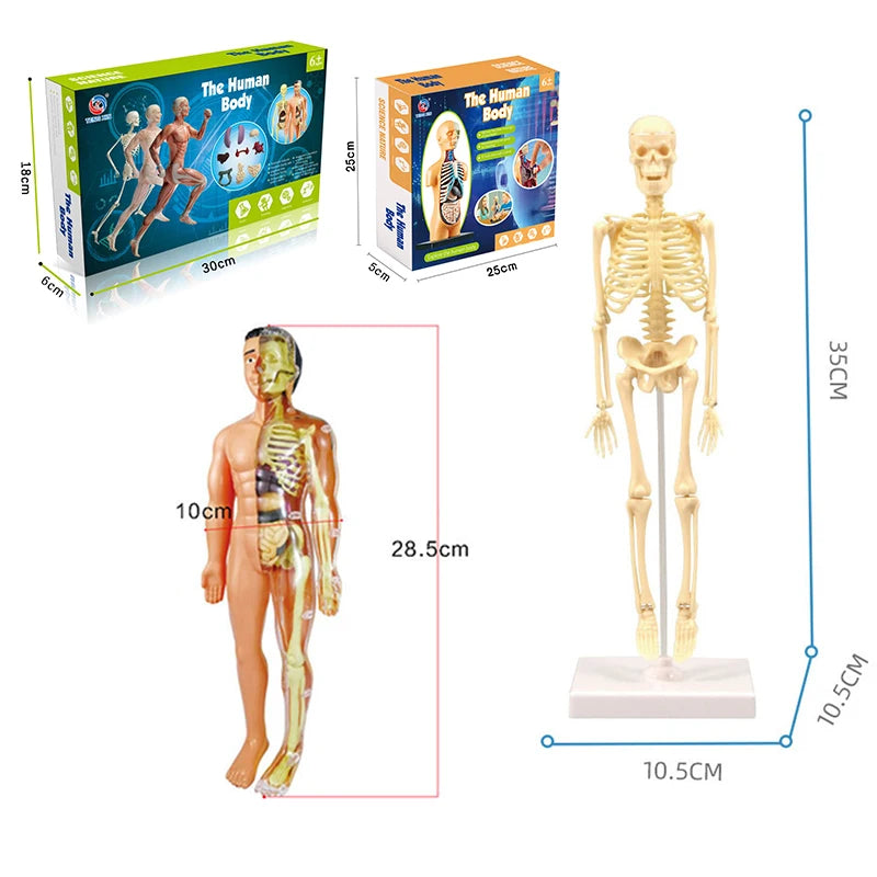 3D Educational Human Body Torso Model - DIY Assembly Toy for Kids' Early Learning of Anatomy and Organ Structures