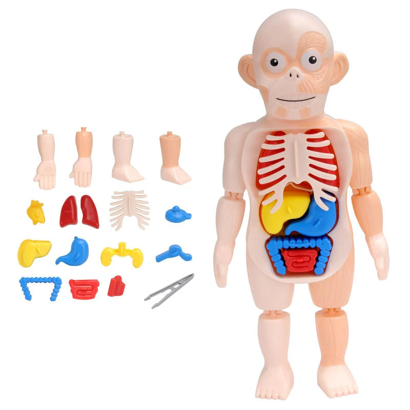 Simulation Human Skeleton Model &ndash; Interactive Learning Tool for Children E