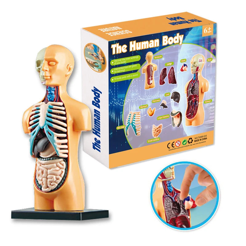 3D Educational Human Body Torso Model - DIY Assembly Toy for Kids' Early Learning of Anatomy and Organ Structures