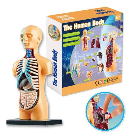 3D Educational Human Body Torso Model - DIY Assembly Toy for Kids' Early Learning of Anatomy and Organ Structures