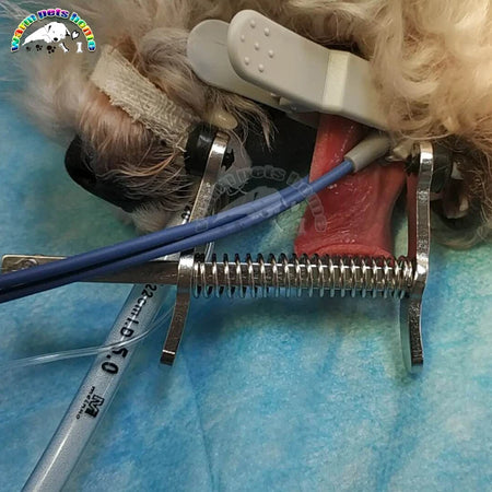 Canine Mouth Gag Surgical Mouth Opener &ndash; Lightweight Design