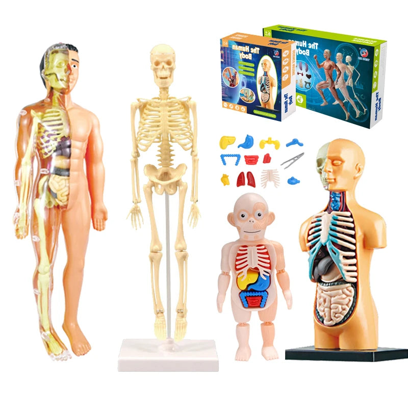 3D Educational Human Body Torso Model - DIY Assembly Toy for Kids' Early Learning of Anatomy and Organ Structures