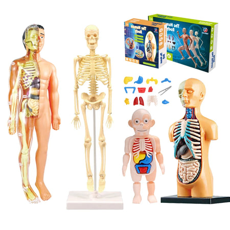 3D Educational Human Body Torso Model - DIY Assembly Toy for Kids' Early Learning of Anatomy and Organ Structures
