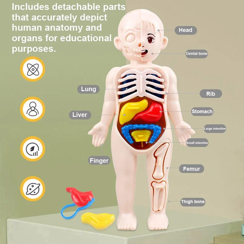 Kid Montessori 3D Puzzle &ndash; Educational Human Body Anatomy Model