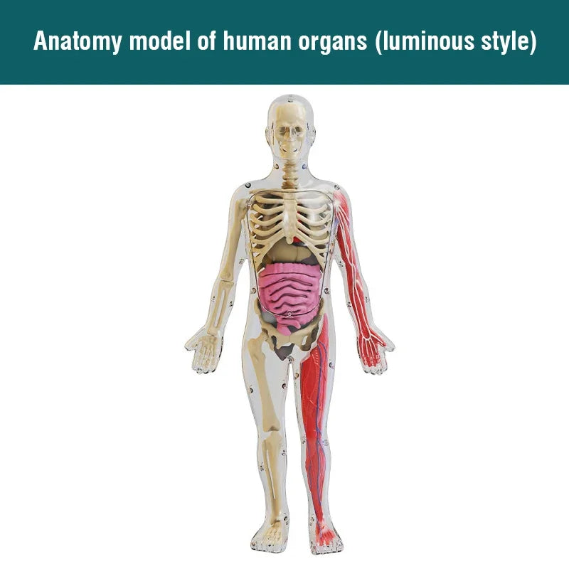 Simulation Human Skeleton Model &ndash; Engaging Educational Teaching Aid F