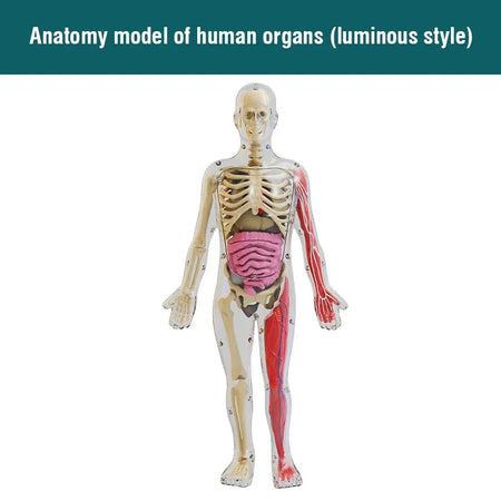 Simulation Human Skeleton Model &ndash; Engaging Educational Teaching Aid F