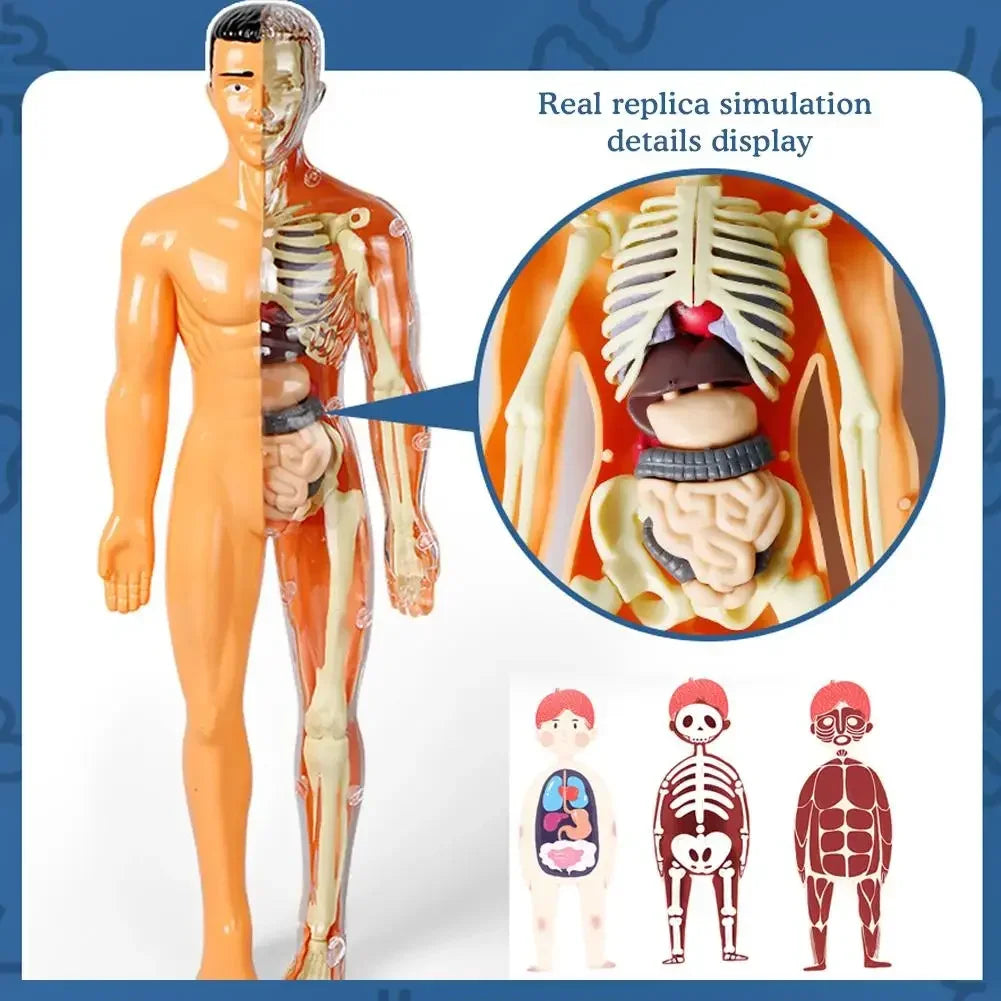 Simulation Human Skeleton Model &ndash; Engaging Educational Teaching Aid