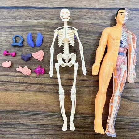 3D Human Body Anatomy Model &ndash; Detachable Bone Models A
