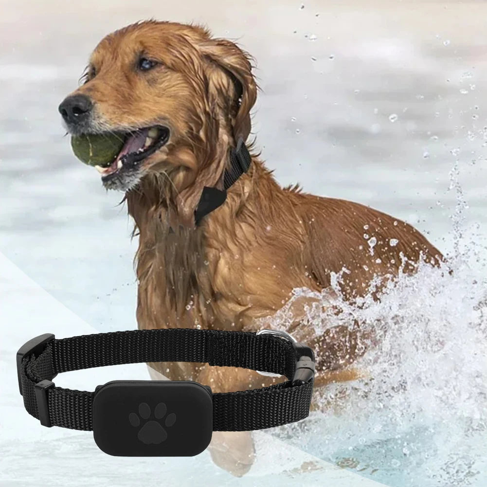 Dog Tracker With Adjustable Collar &ndash; Real Time GPS Tracking
