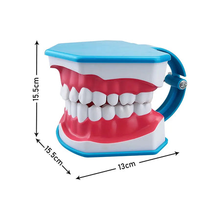 Standard Dental Model - Educational Demonstration Tool