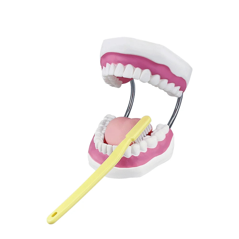 Standard Dental Model - Educational Demonstration Tool TM-039