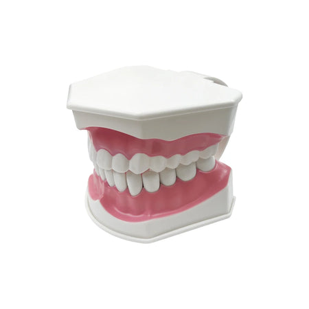 YOUYA Dental Model &ndash; Removable Teeth for Effective Brushing Demonstration