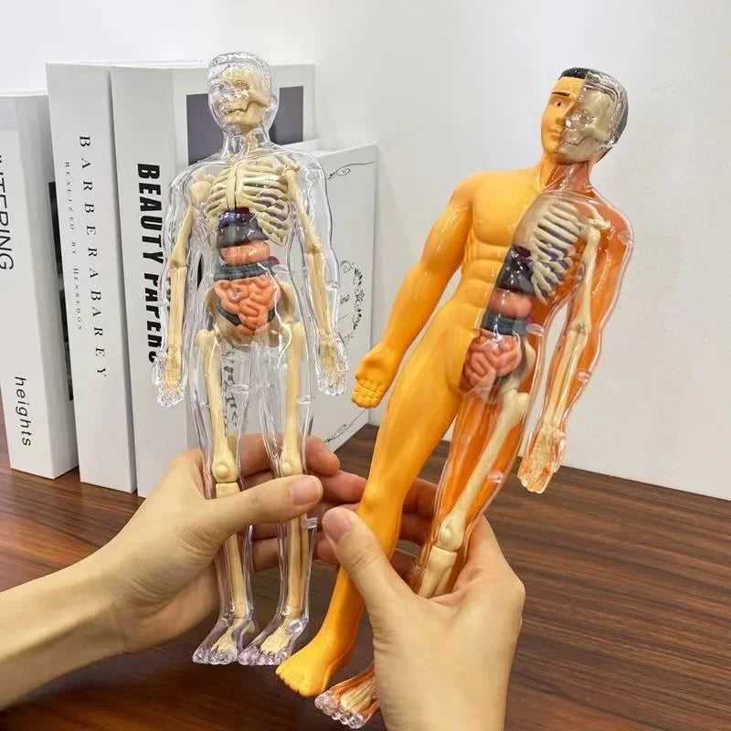 3D Human Body Anatomy Model &ndash; Detachable Bone Models
