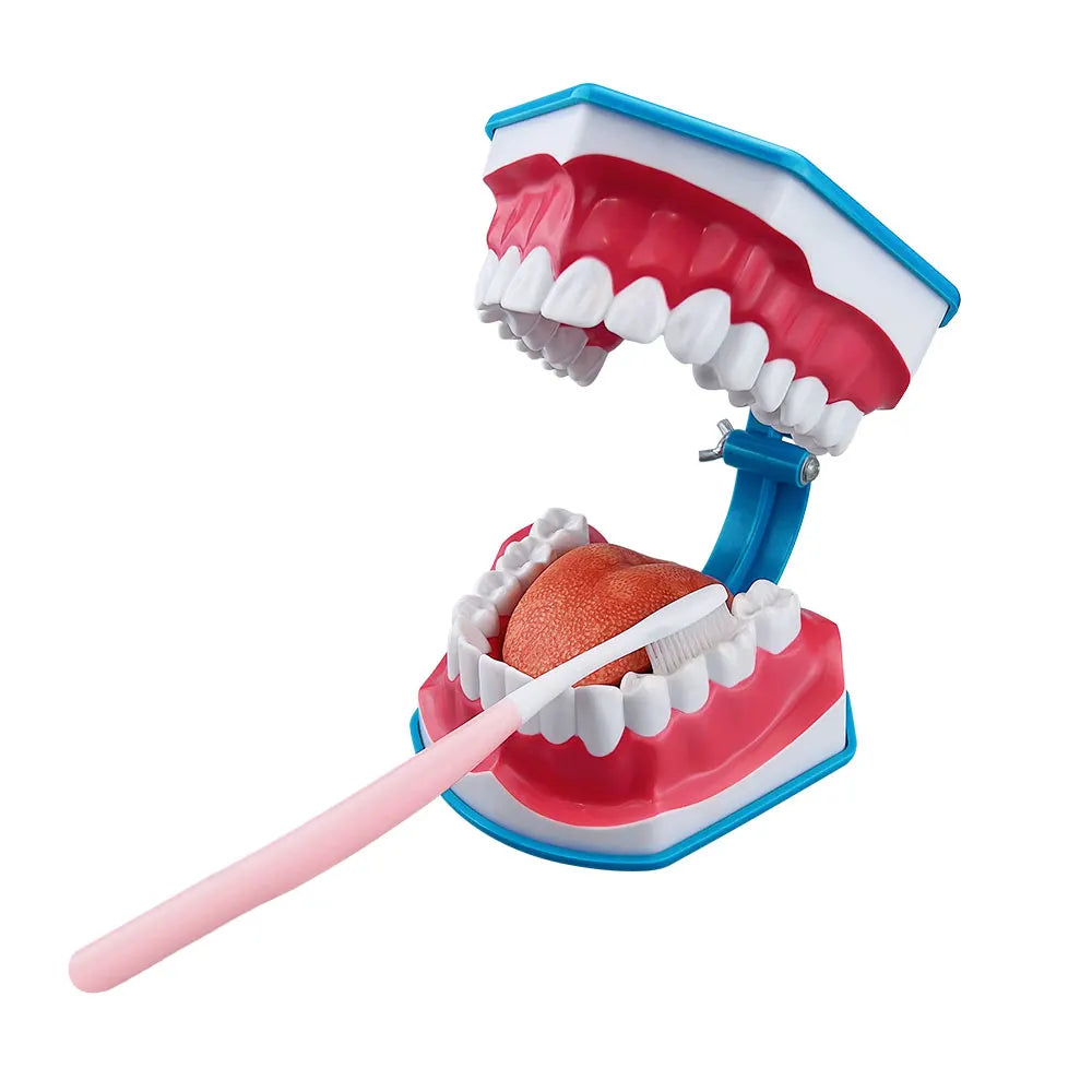 Standard Dental Model - Educational Demonstration Tool TM-049