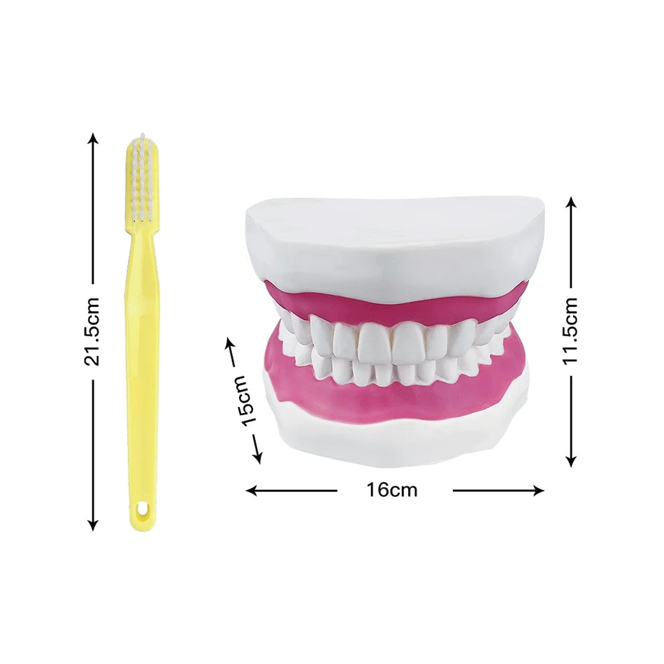 Standard Dental Model - Educational Demonstration Tool
