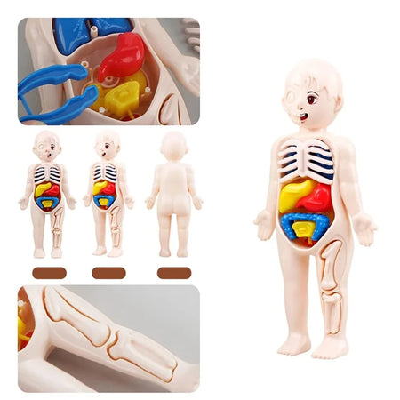 Kid Montessori 3D Puzzle &ndash; Educational Human Body Anatomy Model