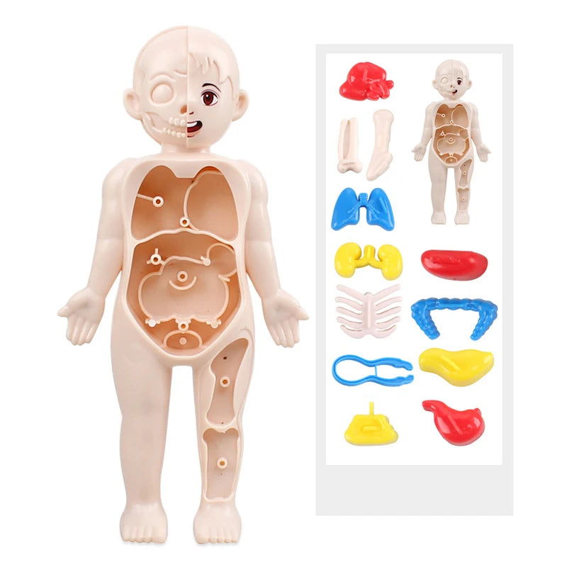 Kid Montessori 3D Puzzle &ndash; Educational Human Body Anatomy Model