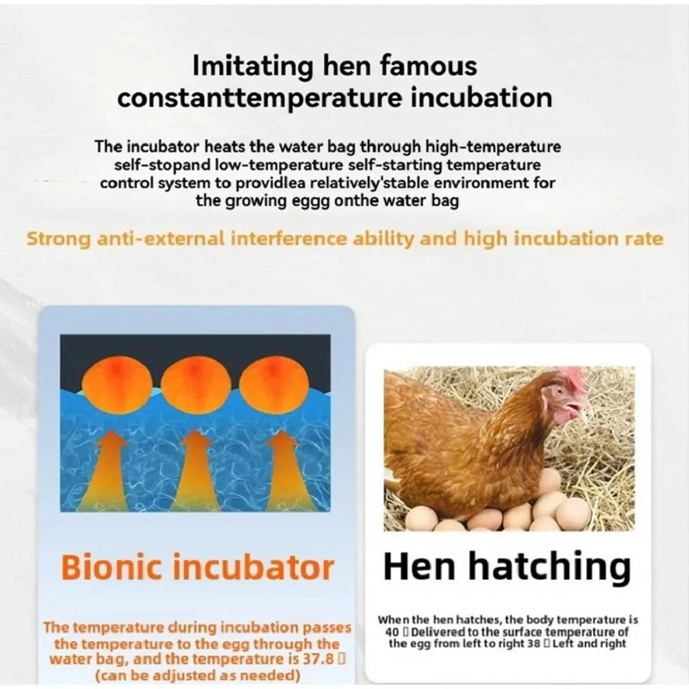 24-Hour Thermostatic Egg Incubator - Quiet Operation