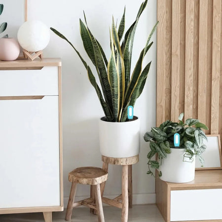 Tuya Zigbee Smart Soil Tester &ndash; Real Time App Monitoring