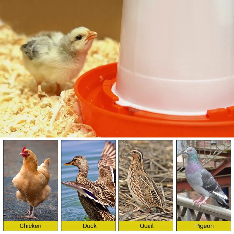 Poultry Feeder Automatic Drinker Bucket &ndash; 3L Capacity