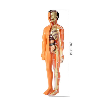 Simulation Human Skeleton Model &ndash; Interactive Learning Tool for Children C