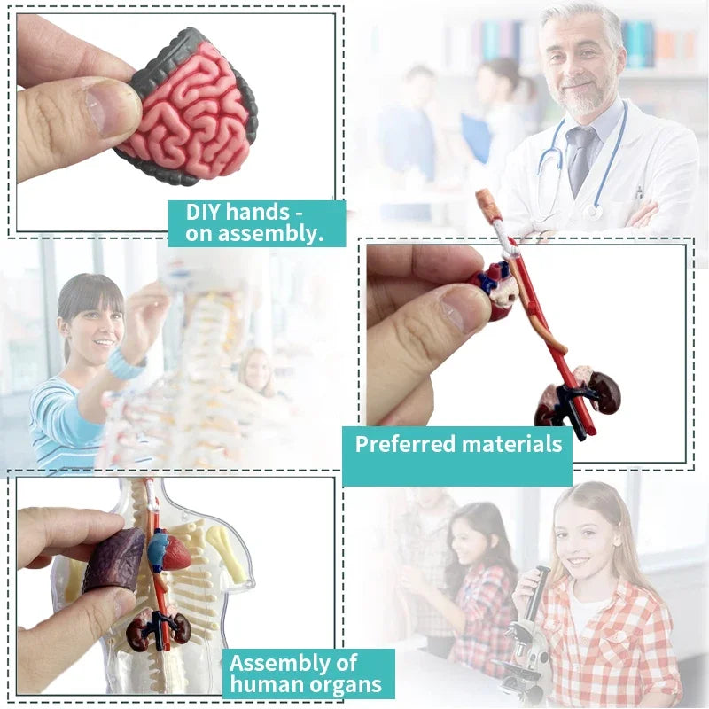 3D Luminous Human Organ Model Puzzle &ndash; Engaging STEM Learning Tool