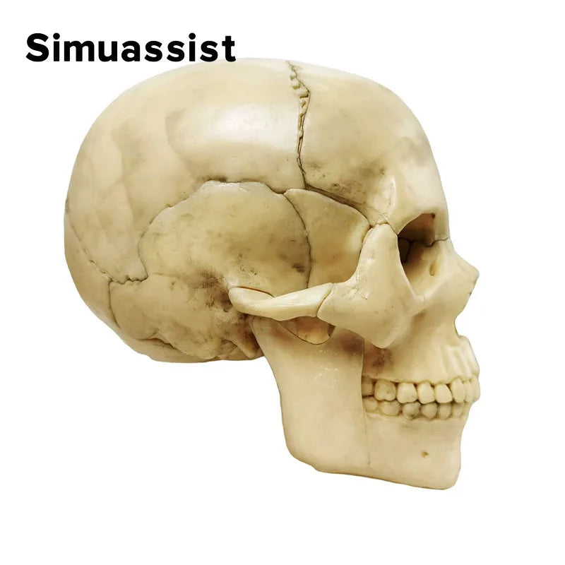 4D Anatomical Skull Model - 15PCS Detachable Set