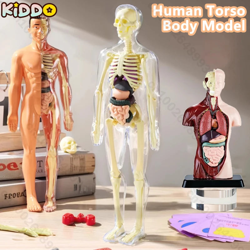 3D модель детского торса с анатомией, съемными органами и отсоединяемым скелетом