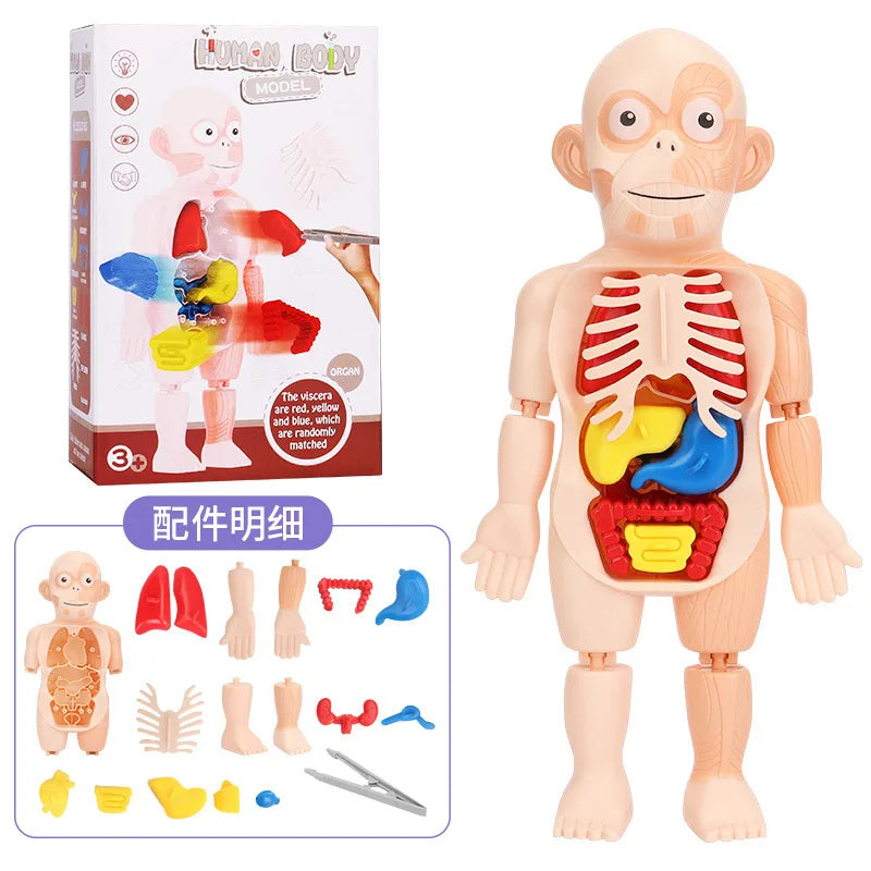 Simulation Human Skeleton Model &ndash; Engaging Educational Teaching Aid E