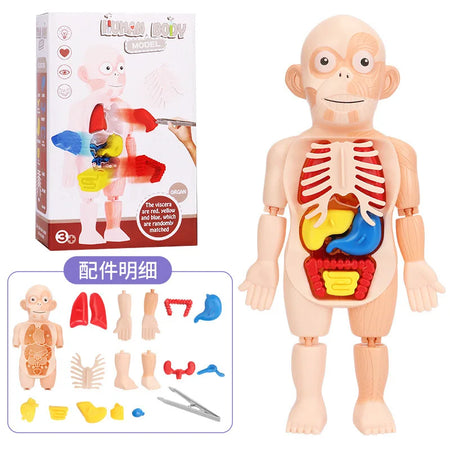 Simulation Human Skeleton Model &ndash; Engaging Educational Teaching Aid E