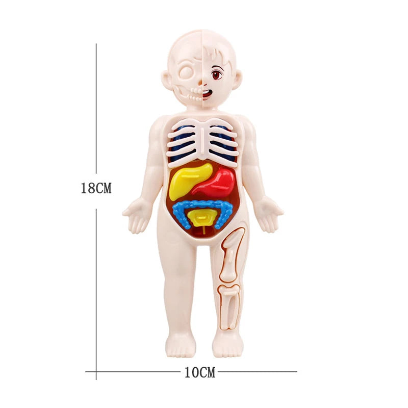 Kid Montessori 3D Puzzle &ndash; Educational Human Body Anatomy Model