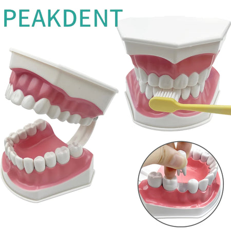 YOUYA Dental Model &ndash; Removable Teeth for Effective Brushing Demonstration