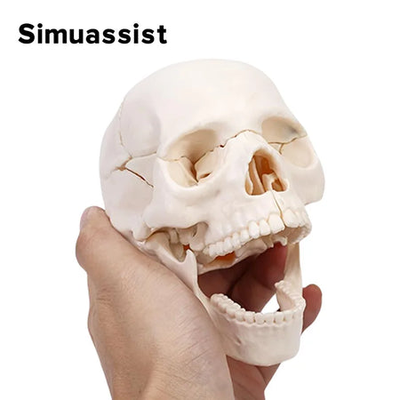 4D Detachable Mini Skull Anatomy Model - 15PCS Set