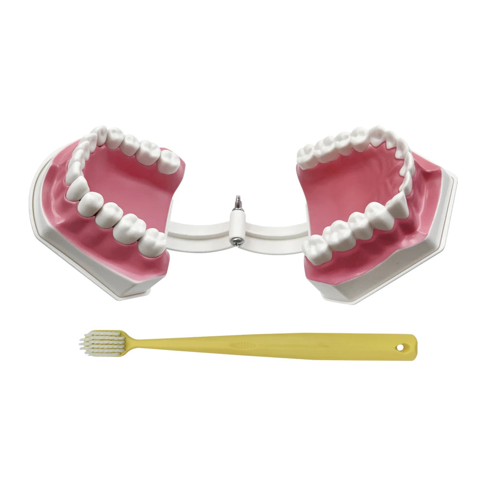 YOUYA Dental Model &ndash; Removable Teeth for Effective Brushing Demonstration