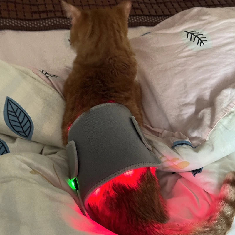 Infraröd röd ljus terapi bälte för husdjur hundar katter 