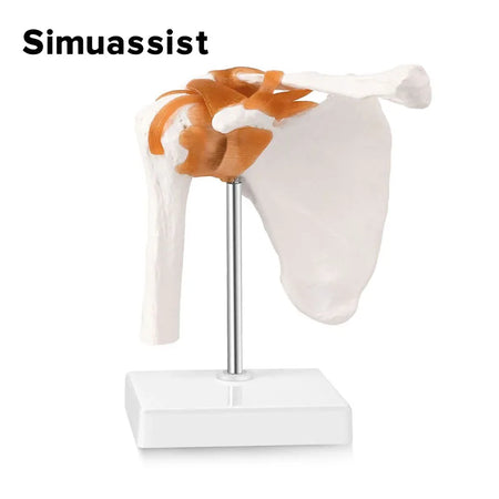1:1 Human Functional Shoulder Joint Anatomy Model - Medical Science Teaching Resource