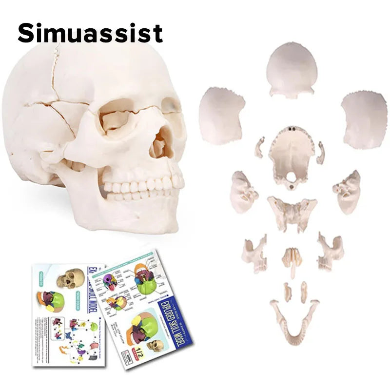 4D Detachable Mini Skull Anatomy Model - 15PCS Set Default Title