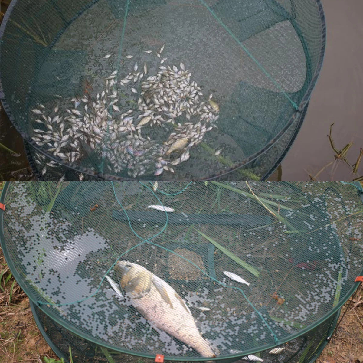 Automatic Fishing Nets - Durable, Portable Shrimp &amp; Crab Trap Cage