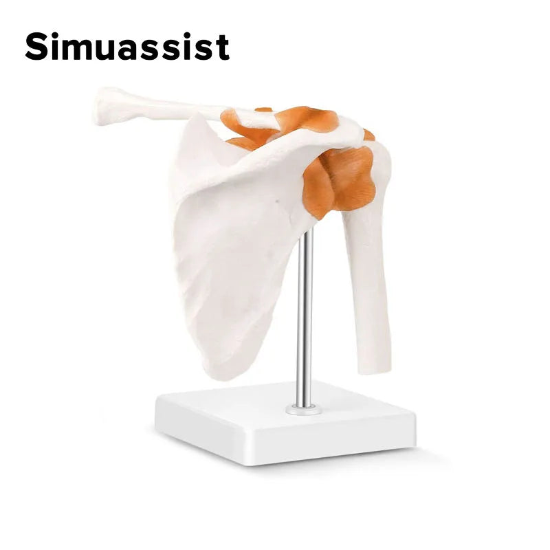 1:1 Human Functional Shoulder Joint Anatomy Model - Medical Science Teaching Resource Default Title