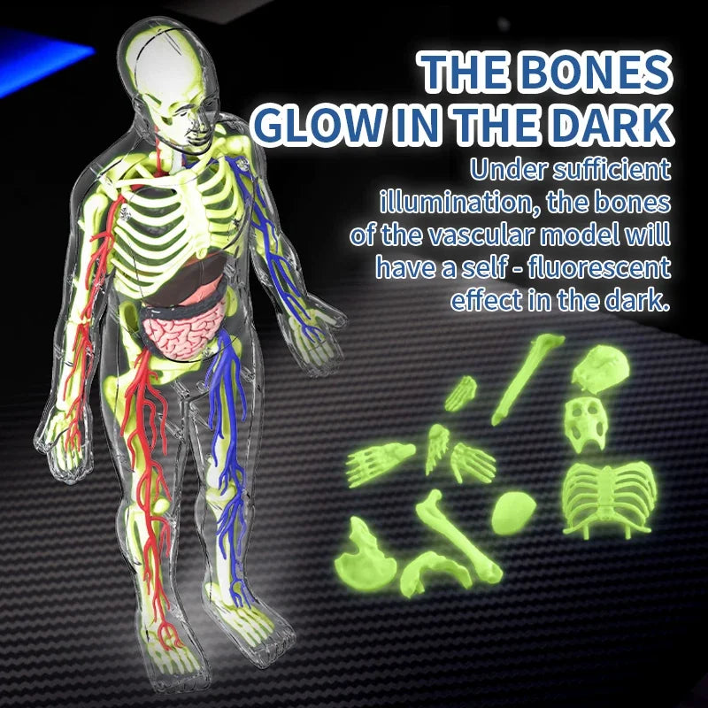 3D Luminous Human Organ Model Puzzle &ndash; Engaging STEM Learning Tool