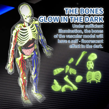 3D Luminous Human Organ Model Puzzle &ndash; Engaging STEM Learning Tool