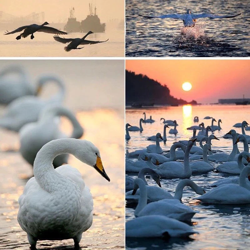 Lightdow Telephoto Lens 420-800mm f 8.3 &ndash; Super Telephoto Zoom for DSLR Cameras