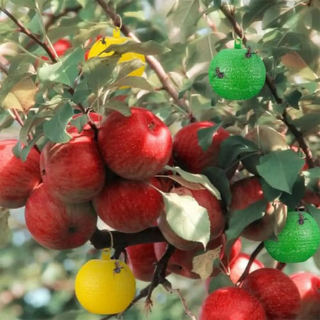 Sticky Fruit Fly Traps for Garden and Orchard Pest Control - 8cm Balls (1/6/12 Pack)