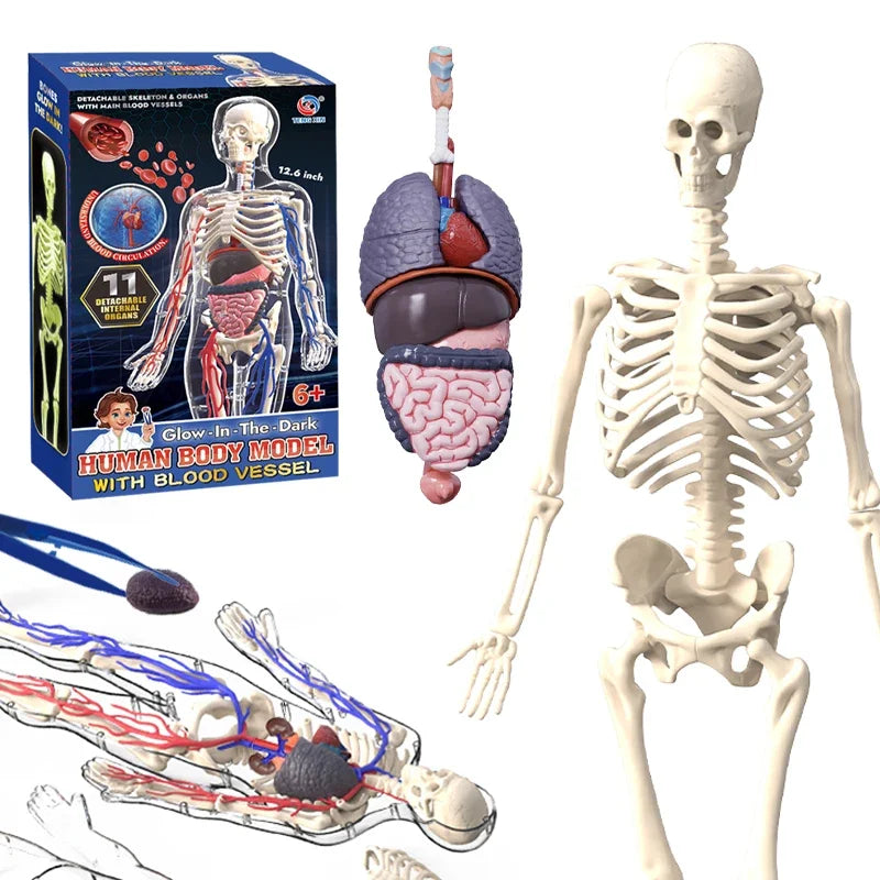 3D Luminous Human Organ Model Puzzle &ndash; Engaging STEM Learning Tool
