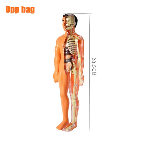 Simulation Human Skeleton Model &ndash; Engaging Educational Teaching Aid C opp bag