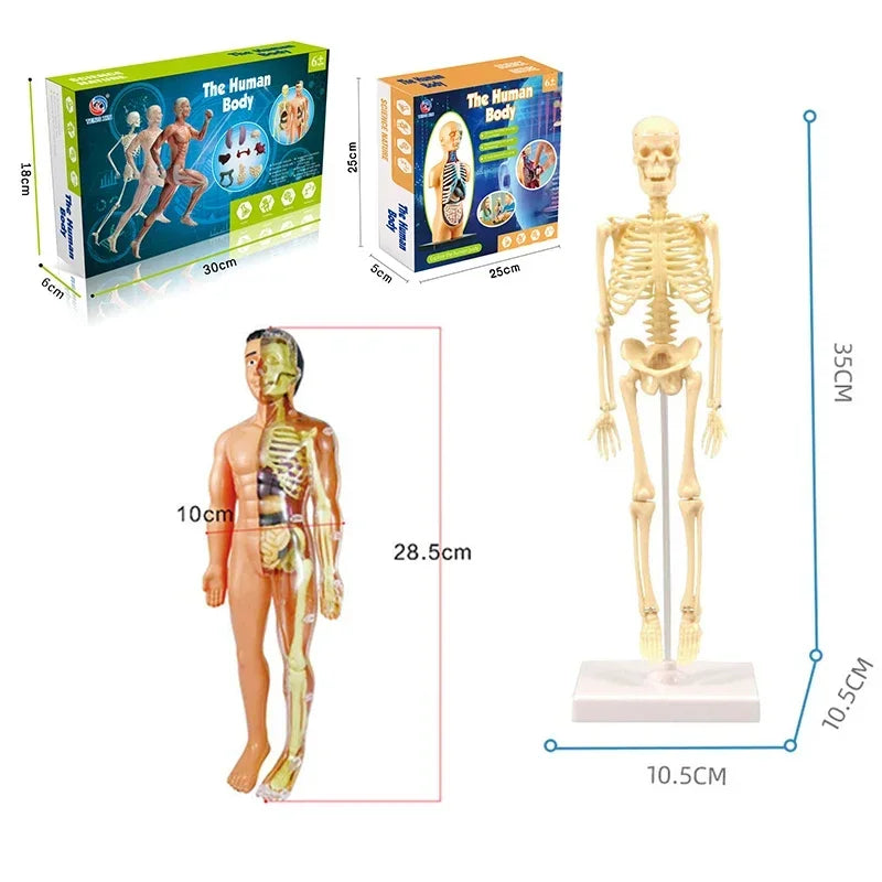 Simulation Human Skeleton Model &ndash; Engaging Educational Teaching Aid